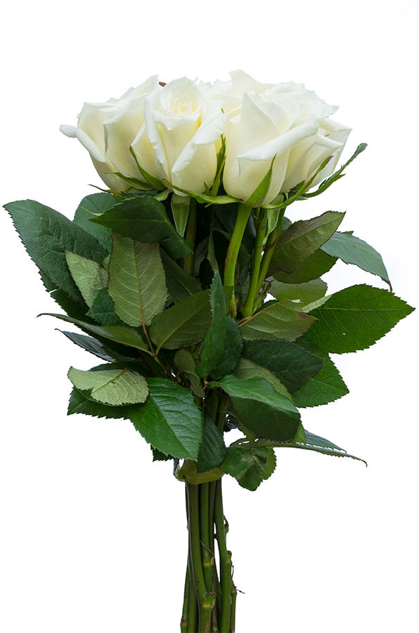 Polar Star White Rose
