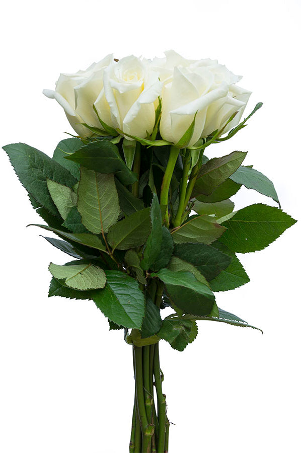 Polar Star White Rose