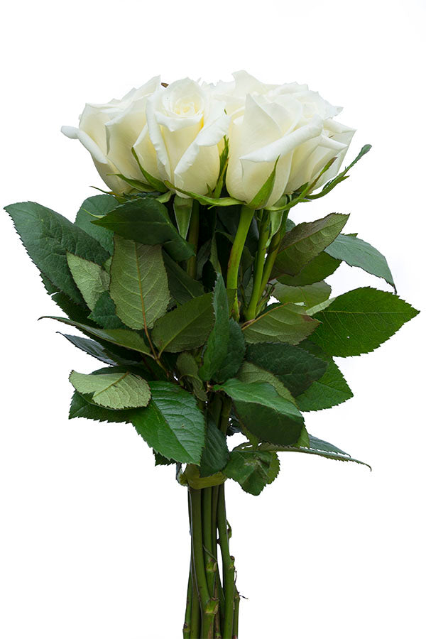 Polar Star White Rose