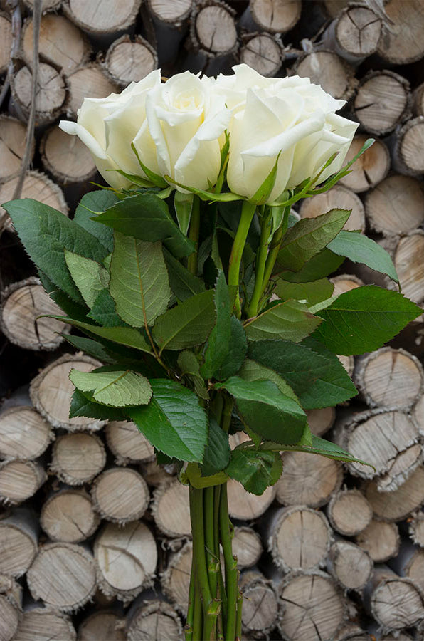 Polar Star White Rose