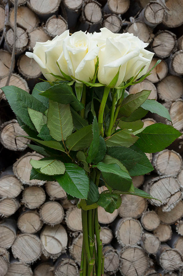 Polar Star White Rose
