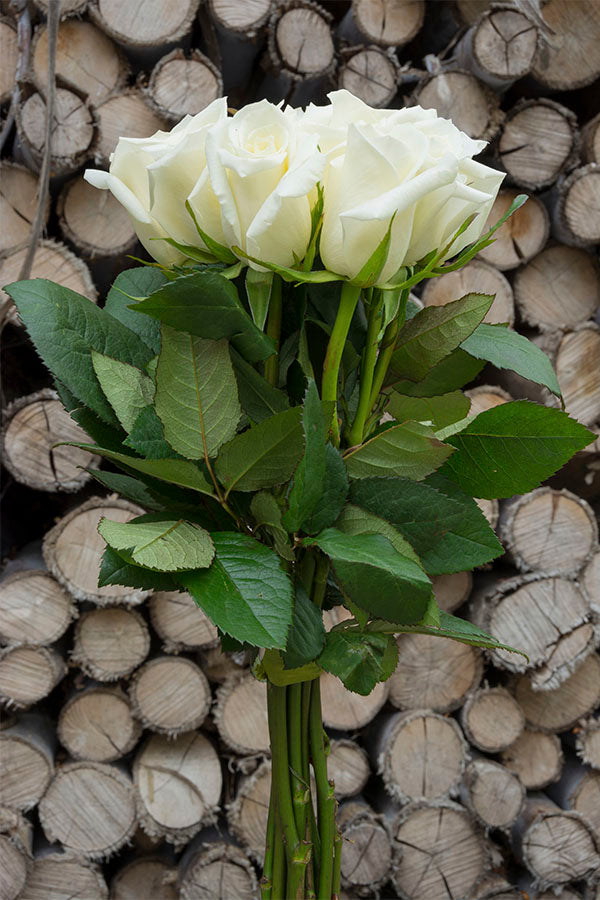 Polar Star White Rose