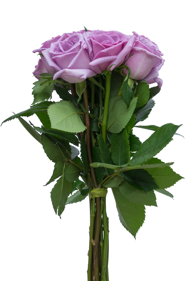 Blue Curiosa Rose