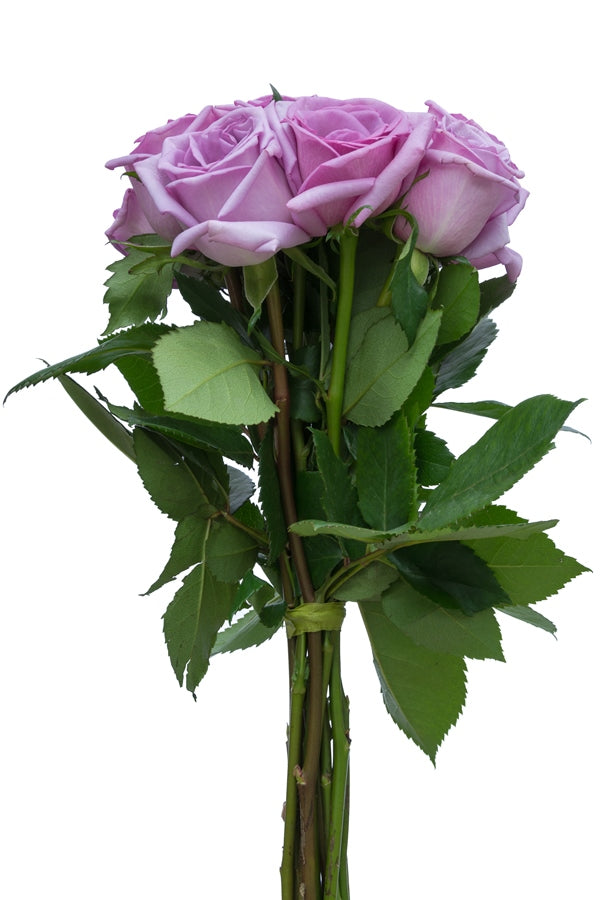 Blue Curiosa Rose