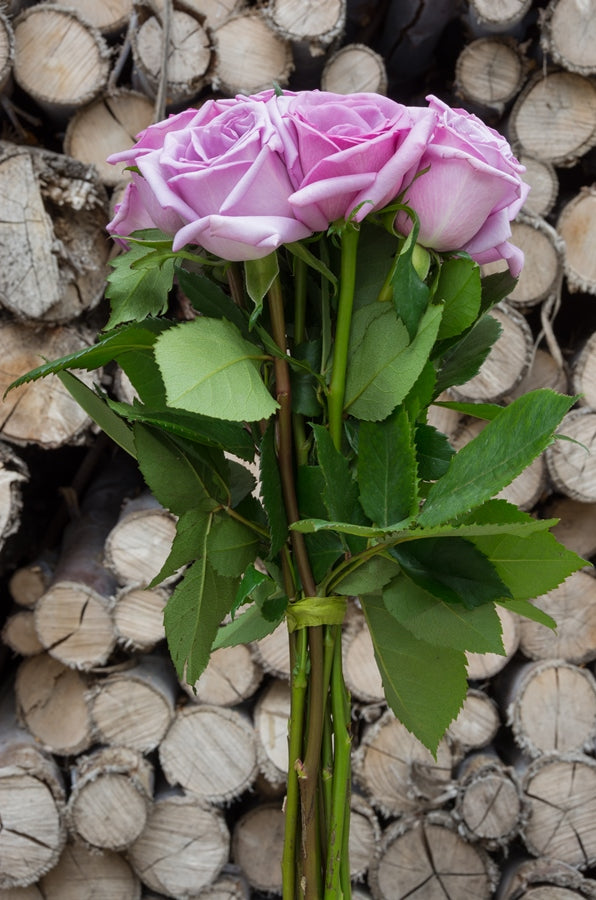 Blue Curiosa Rose