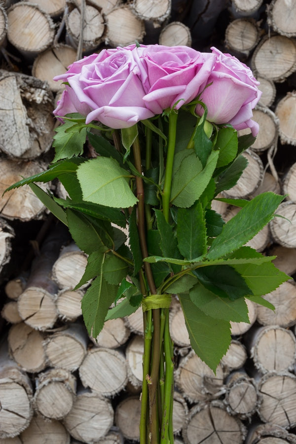 Blue Curiosa Rose