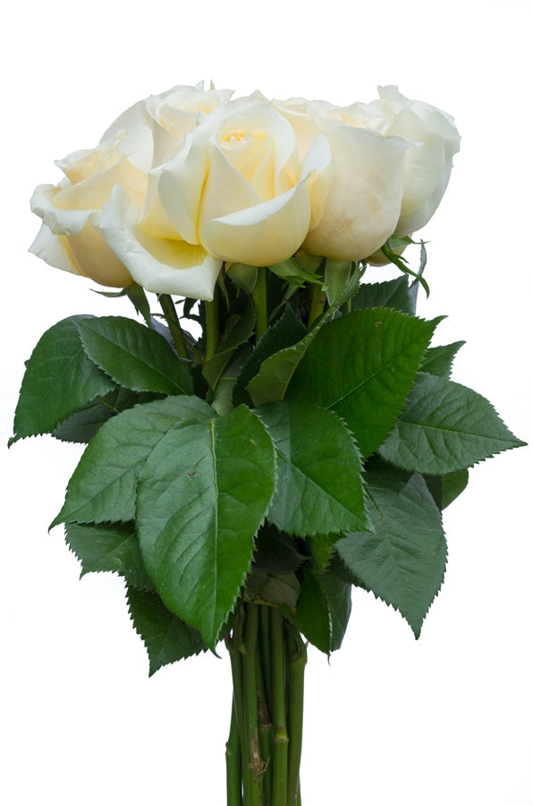 Creme de la Creme Rose