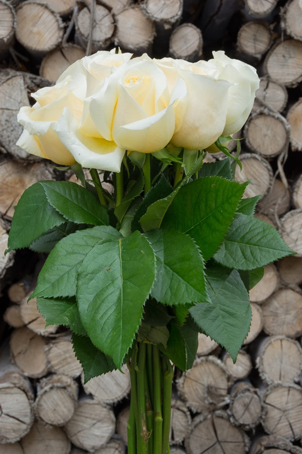 Creme de la Creme Rose