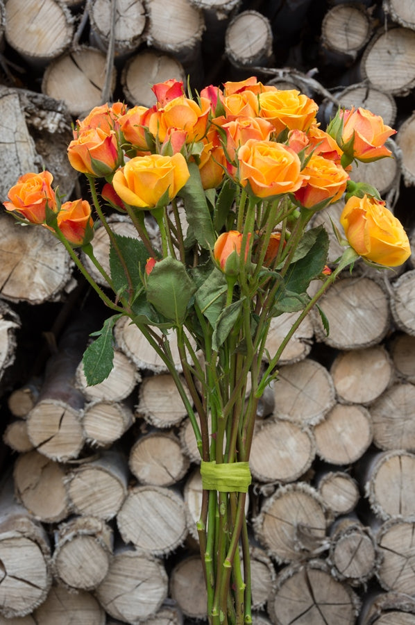 Orange Spray Roses