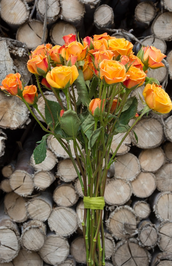 Orange Spray Roses