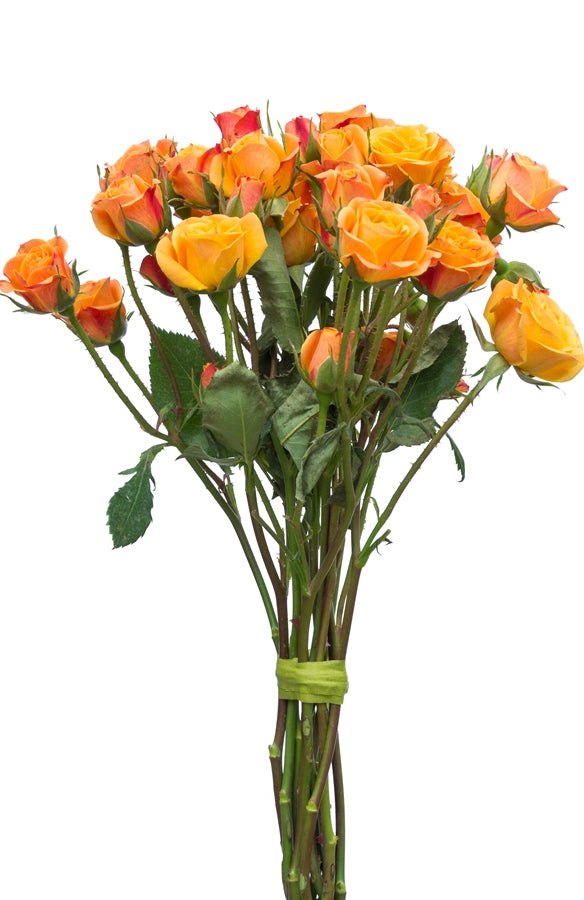 Orange Spray Roses