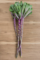 Kale - Cabbage Ornamental Purple