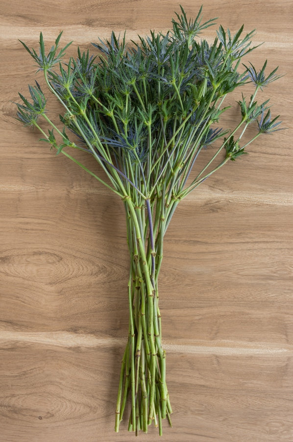 Thistle Eryngium Blue
