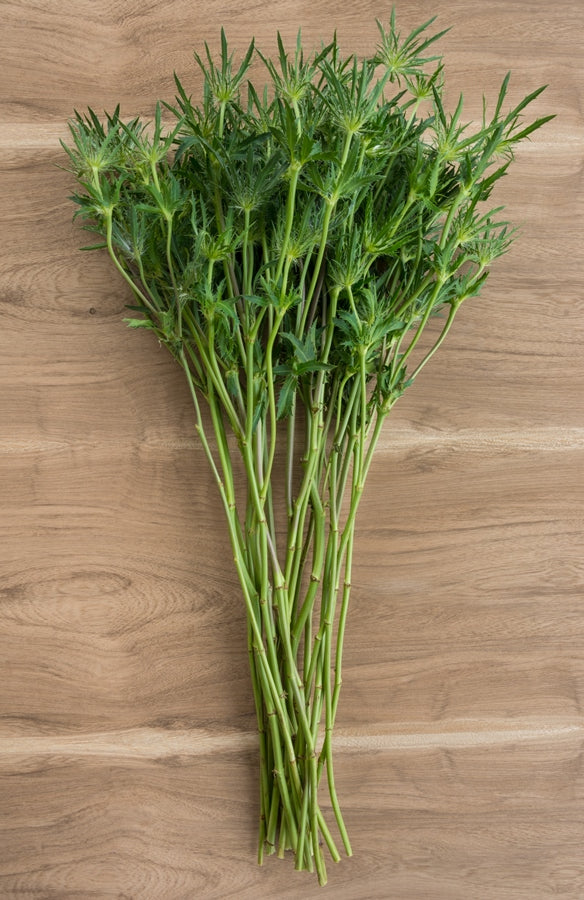 Thistle Eryngium Green