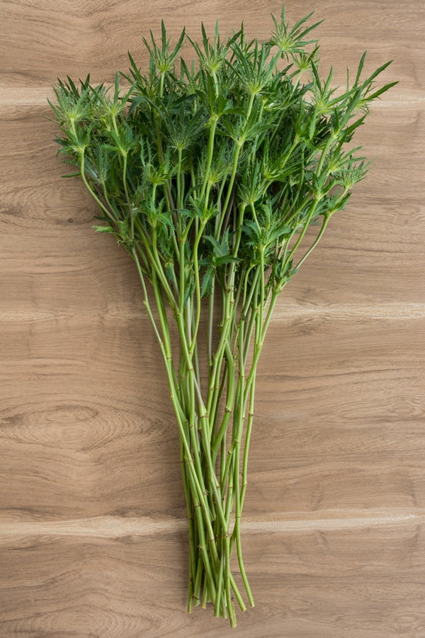 Thistle Eryngium Green