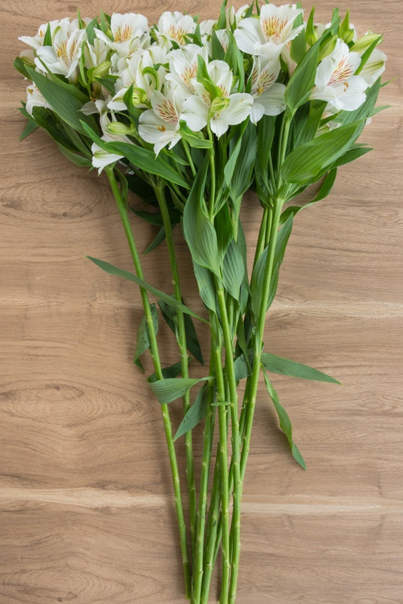 White Alstroemerias
