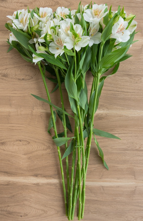 White Alstroemerias