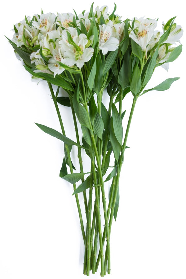 White Alstroemerias