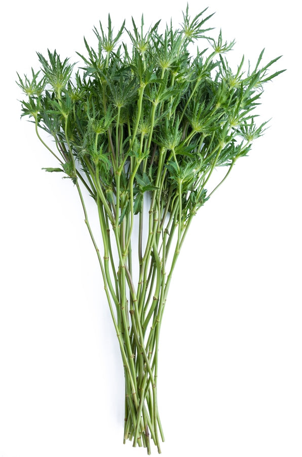 Thistle Eryngium Green