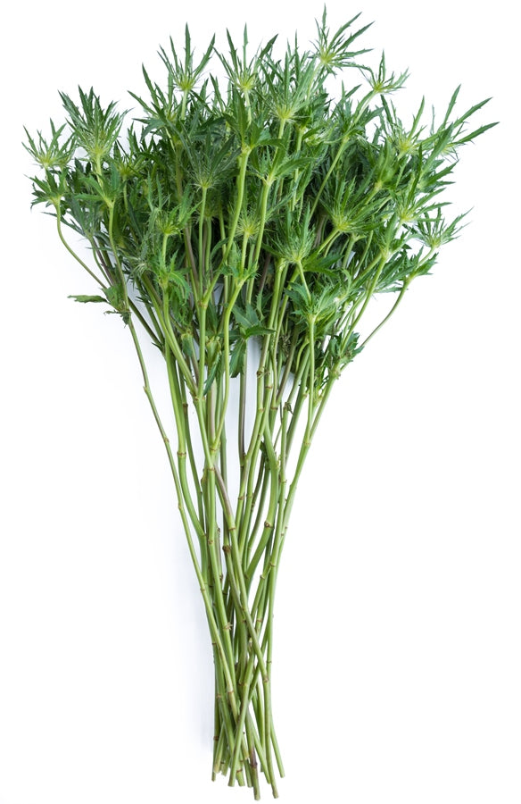 Thistle Eryngium Green