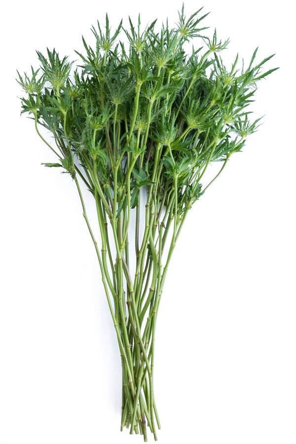Thistle Eryngium Green