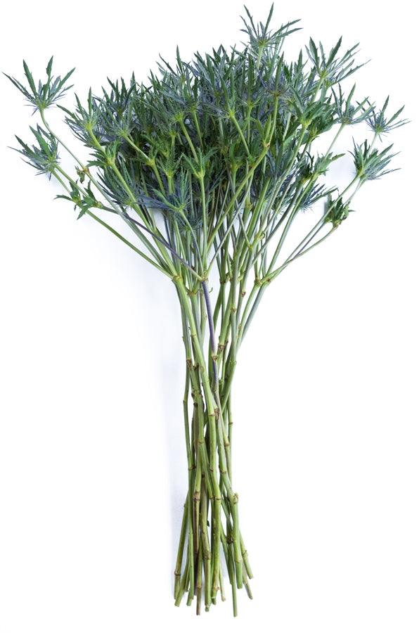 Thistle Eryngium Blue