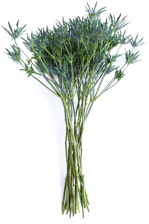 Thistle Eryngium Blue
