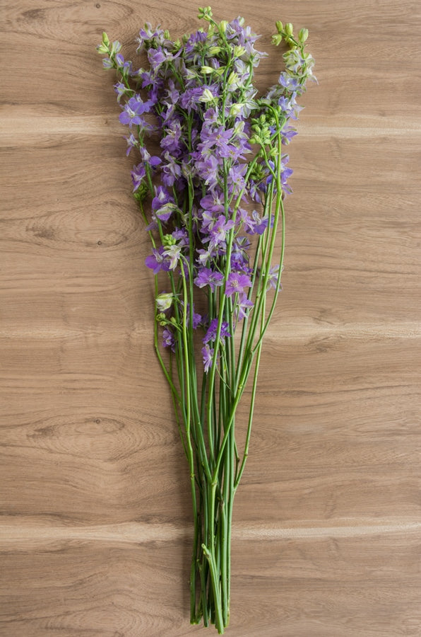 Assorted Delphinium