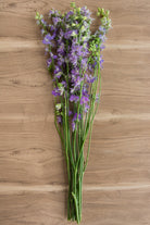 Assorted Delphinium