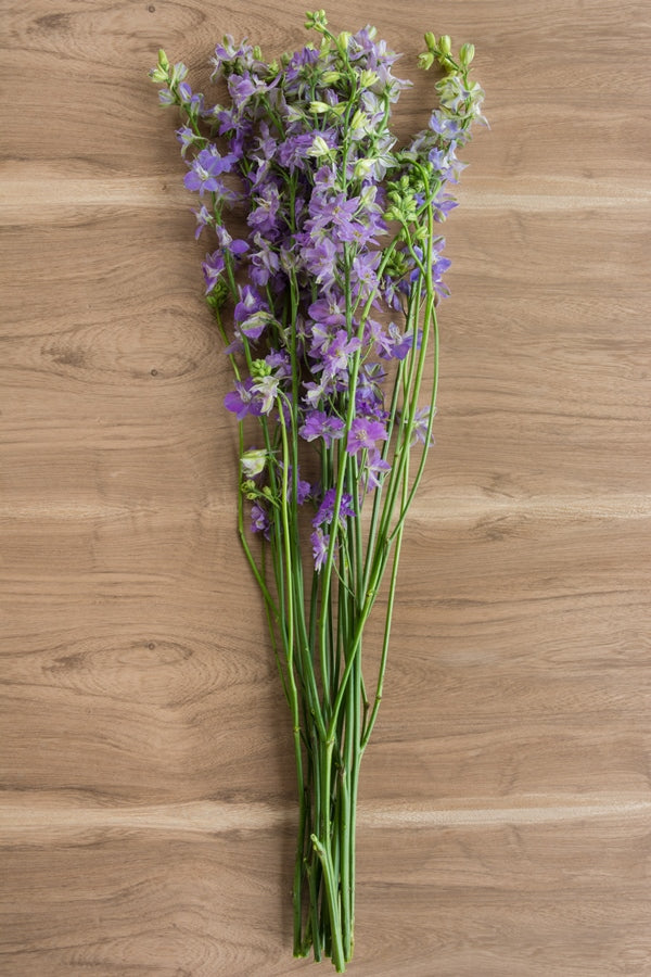 Assorted Delphinium