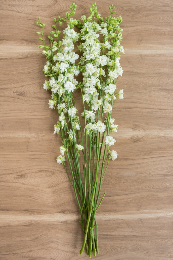 White Delphinium Flower