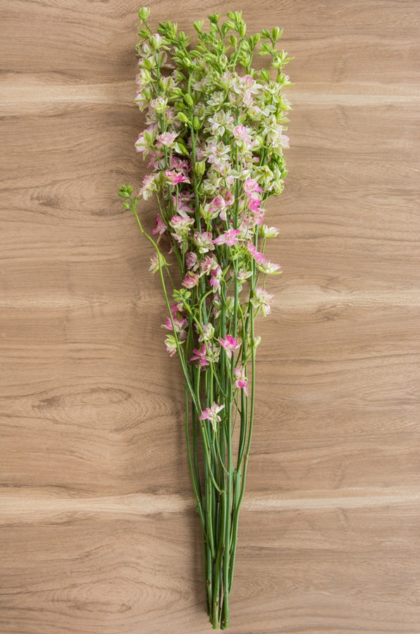 Pink Delphinium