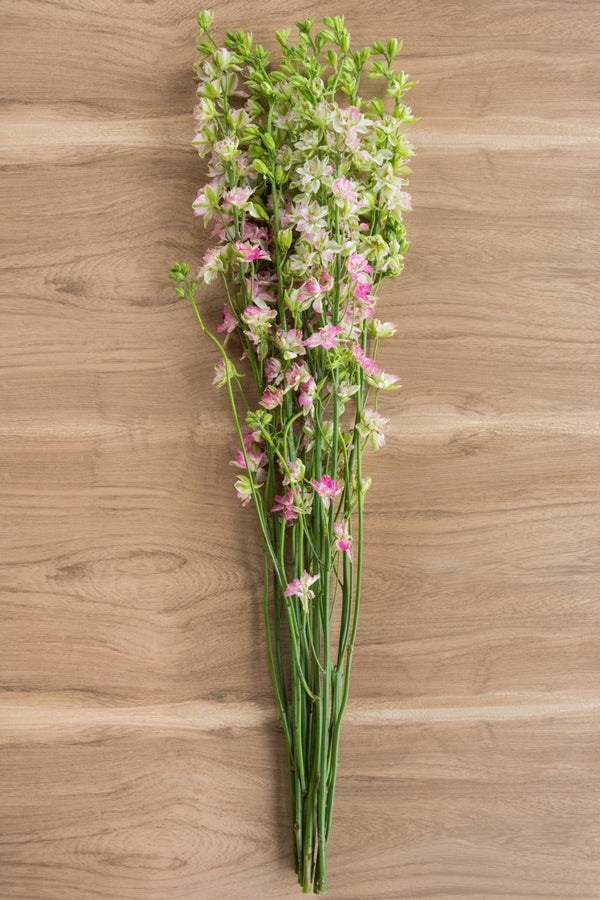 Pink Delphinium