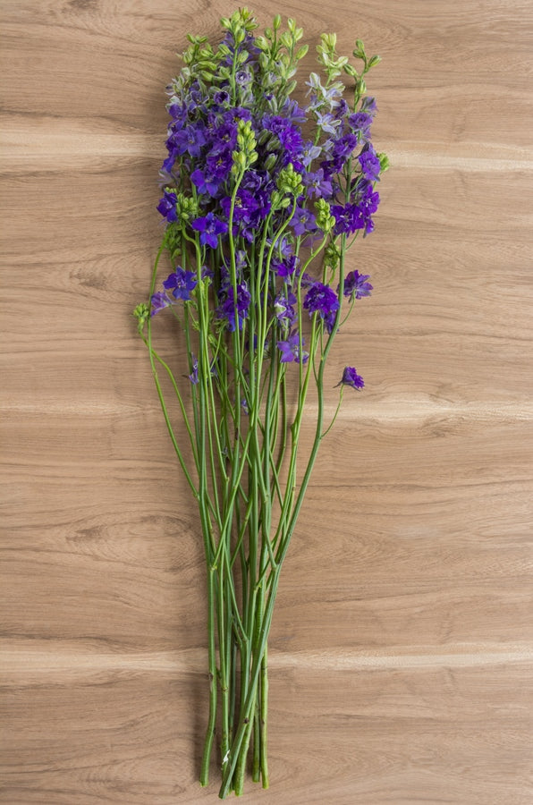 Purple Delphinium