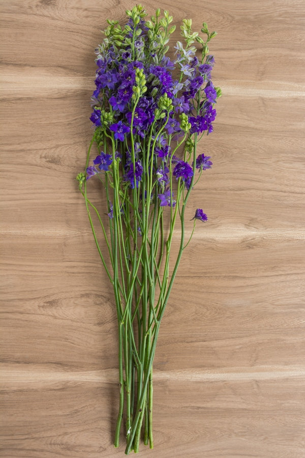 Purple Delphinium