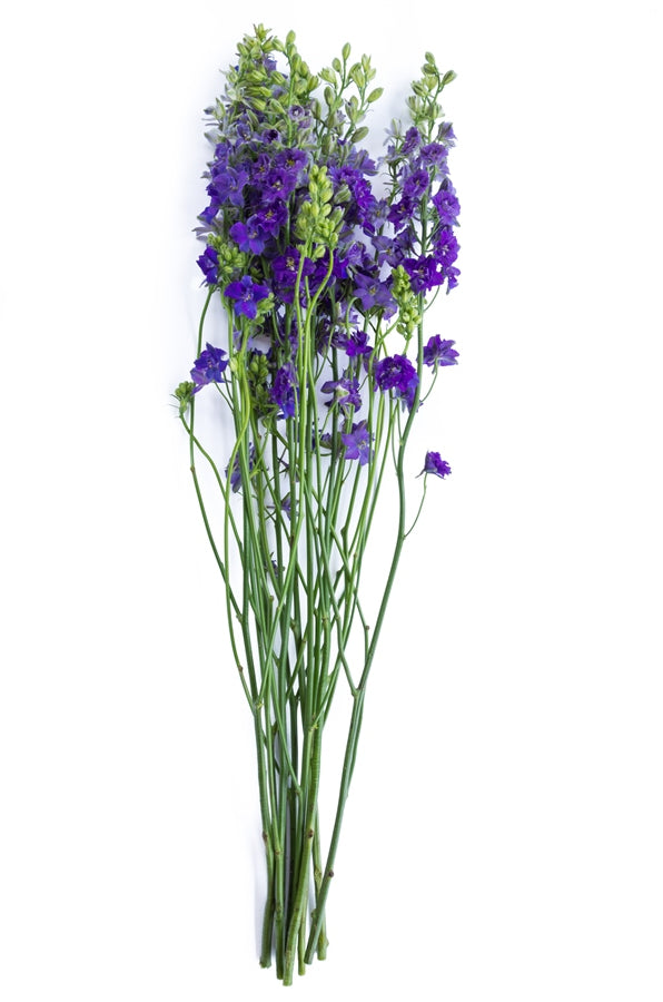 Purple Delphinium