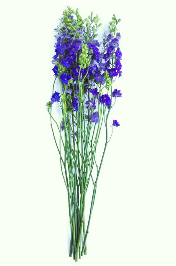 Blue Delphinium