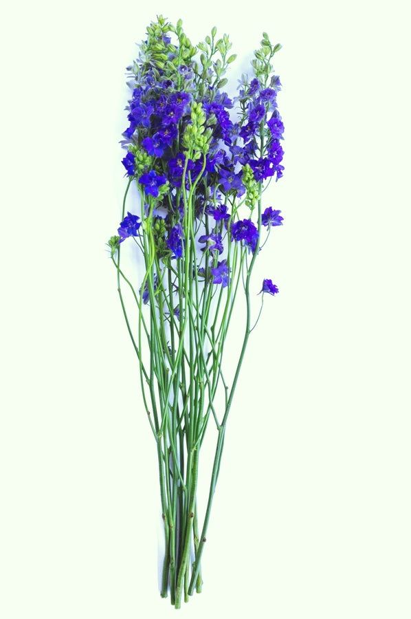 Blue Delphinium