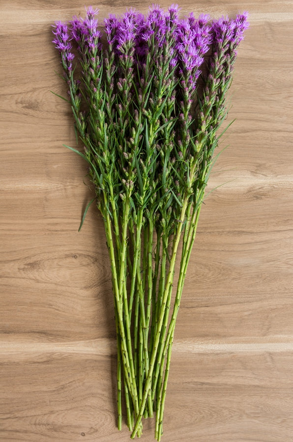 Purple Liatris