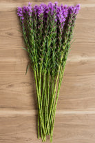 Purple Liatris