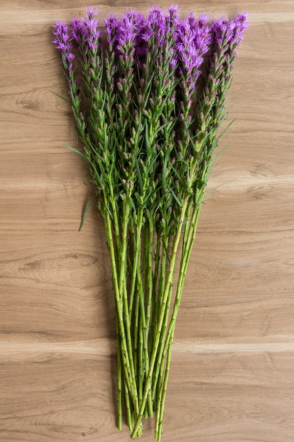 Purple Liatris