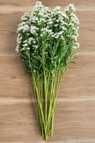 Aster White Filler