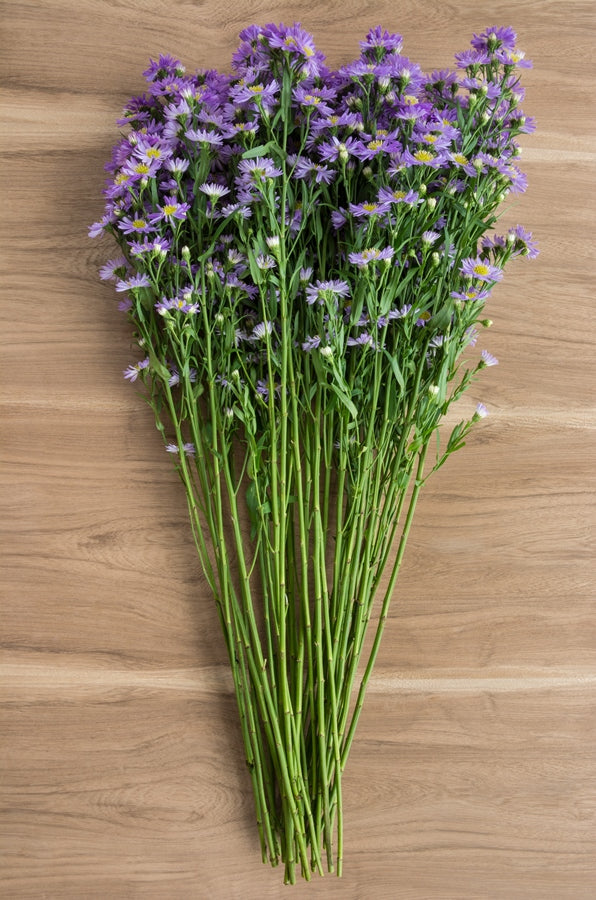 Aster Purple Filler