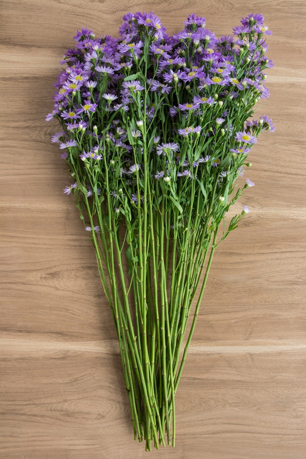 Aster Purple Filler