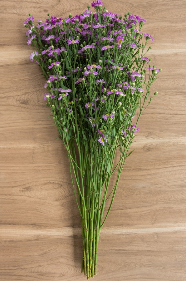 Aster Lavender Filler