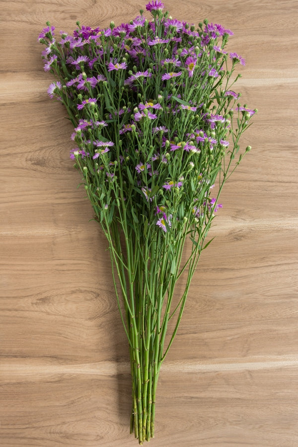 Aster Lavender Filler
