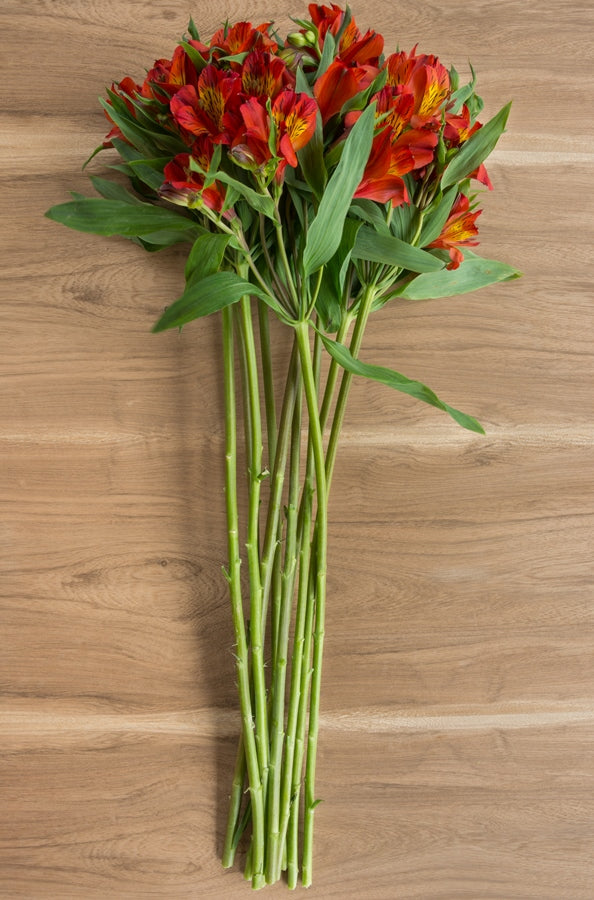 Burnt Orange Alstroemerias