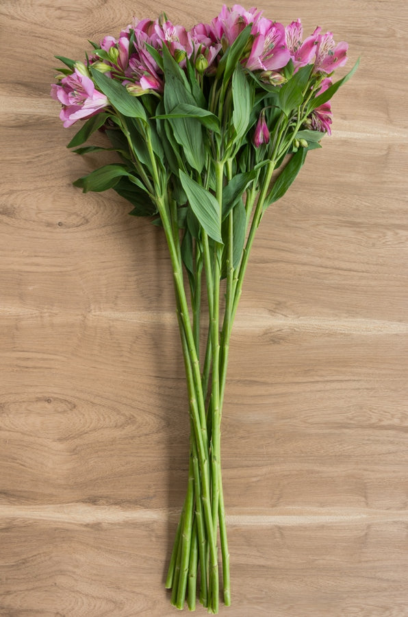 Purple Alstroemeria