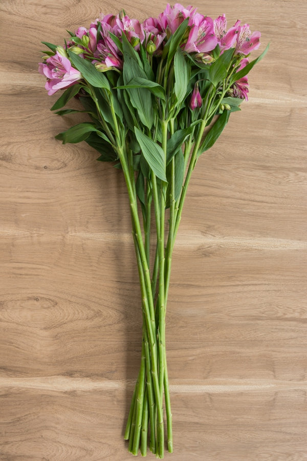 Purple Alstroemeria