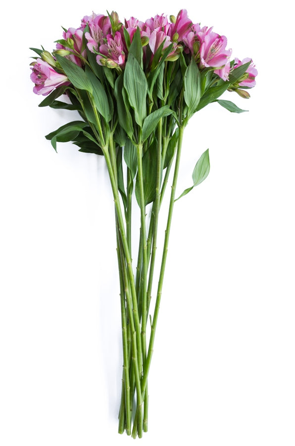 Purple Alstroemeria